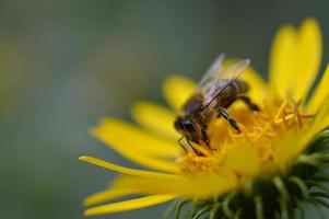 abeja en una flor amarilla, primer plano, flor puntiaguda, foto