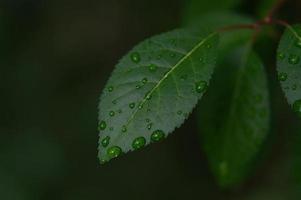 Green leaves with water drops after rain photo