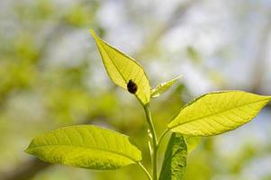 Black ladybug with red dots on a leaf macro photo