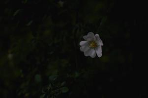 una rosa silvestre, una rosa canina, una cabeza de flor en el arbusto foto