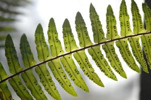 Fern leaves close up, macro photo