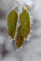 Frozen leaves close up, winter nature, cold weather. photo