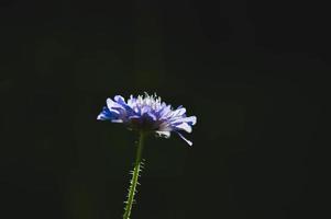 Purple wildflower in nature at sunset macro, dark background photo