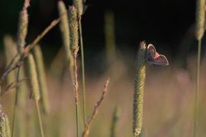 pequeña mariposa en una planta foto