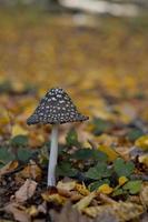 Brown and white spotted mushroom photo