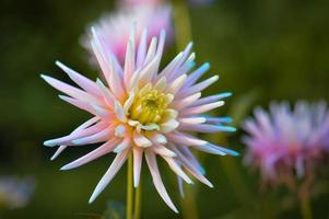 Pastel pink dahlia flower photo