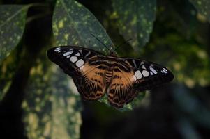 Parthenos sylvia, orange clipper butterfly, photo