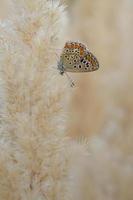 Common blue butterfly, small butterfly blue and grey, macro photo