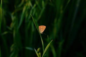 Small copper butterfly in the grass photo