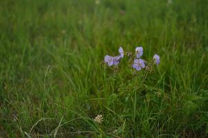 Meadow geranium, meadow cranes bill, purple flower in nature photo