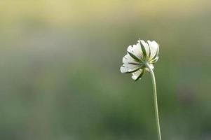 Pincushion flower white, small white wildflower in nature photo