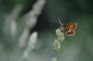 Heath fritillary butterfly, orange butterfly in the wild photo