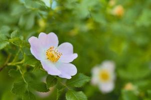 Dog rose in nature, blooming soft pink flower. Wild rose. photo