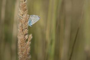 mariposa azul común, pequeña mariposa azul y gris, macro foto
