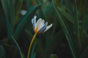 Tulips in the garden, tulip flower head photo