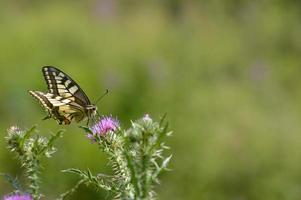 mariposa de cola de golondrina del viejo mundo en una flor de cardo de lanza foto