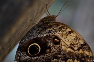 Owl butterfly in the butterfly house, big brown butterfly photo