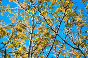 Tree branches and sky nature background. photo