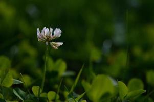 trébol blanco en la naturaleza pequeña flor blanca en la naturaleza, foto