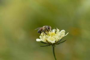 Cream pincushions flower with a bee, macro close up photo