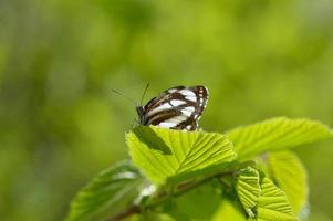 marinero común, mariposa marrón y blanca en una macro de hoja verde foto