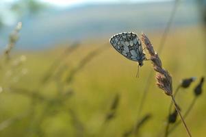 Marbled white, black and white butterfly in the wild photo