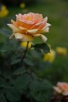 Orange, peach rose side view, vertical photo, rose head photo