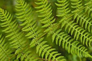 hojas de helecho verde en la naturaleza, textura de hoja foto