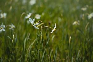 Poet's narcissus, daffodil field, two daffodils. photo