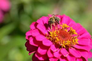 Bee on a pink elegant zinnia flower, close up, macro photo