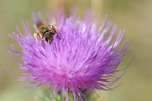 abeja en una flor de cardo de lanza, abeja en una flor puntiaguda púrpura foto