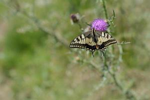 Old World swallowtail butterfly on a Spear Thistle flower photo