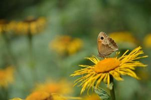 Large heath butterfly on a flower macro photo