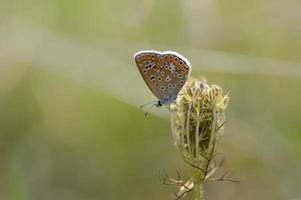 Brown argus small butterfly on a plant in nature macro photo