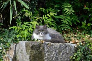 gato gruñón gris y blanco que se relaja en una roca foto