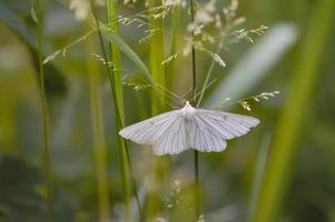 Black-veined moth, white moth close up in nature photo