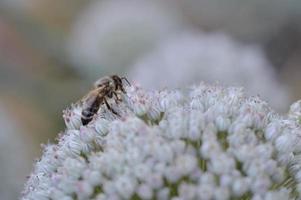 Bee on a white onion flower macro, pollinating a flower photo