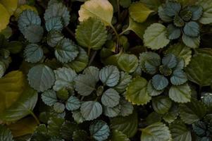 green leaves pattern in nature photo