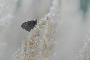 Small heath butterfly on a fluffy plant, close up photo