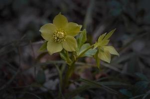 Helleborus purpurascens, early spring wildflower photo