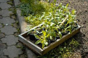 Seedlings in a wooden box, gardening flower garden. photo