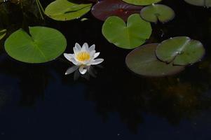 White water lily flower in a lake, in the water, water plants photo