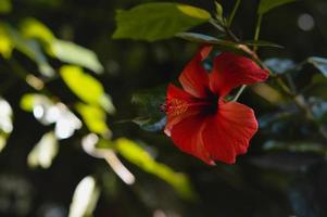 Dark red hibiscus in the botanical garden, deep red flower photo