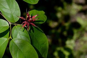 Arbusto dulce, flor roja y grandes hojas verdes. foto