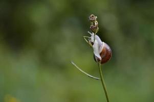 Snail on a plant, close up. photo