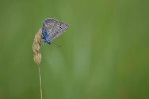 Small gray and blue butterfly with orange and black spots photo