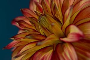 flor de dalia naranja y roja de cerca, fondo oscuro foto