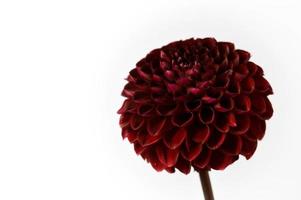 Dahlia red fox, dark red pompom dahlia, white background, photo