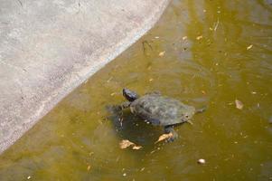 turtle in the water relaxing photo