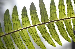 Fern leaves close up, macro photo